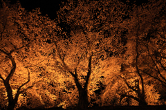 夜桜見物5