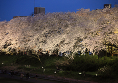 夜桜見物1