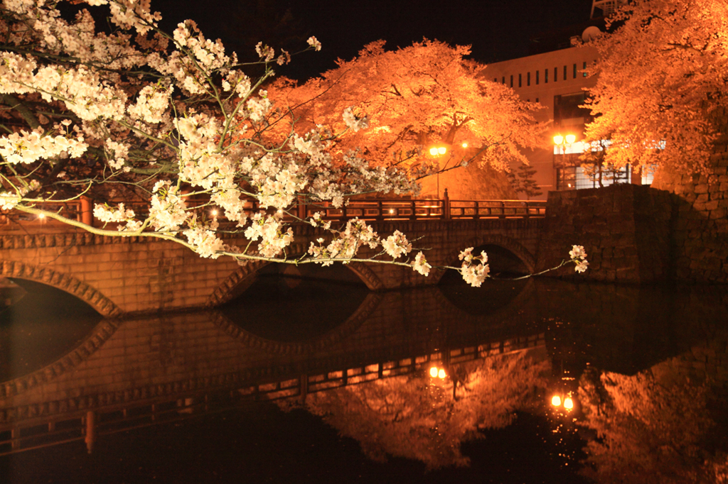 夜桜見物8