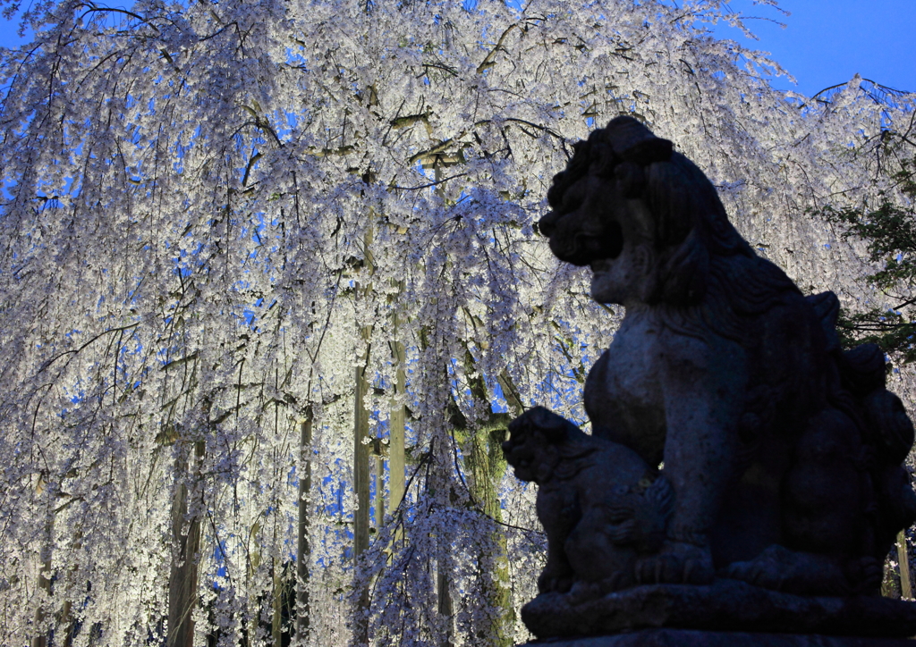 足羽神社のしだれ桜３