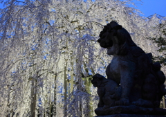 足羽神社のしだれ桜３