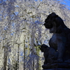 足羽神社のしだれ桜３