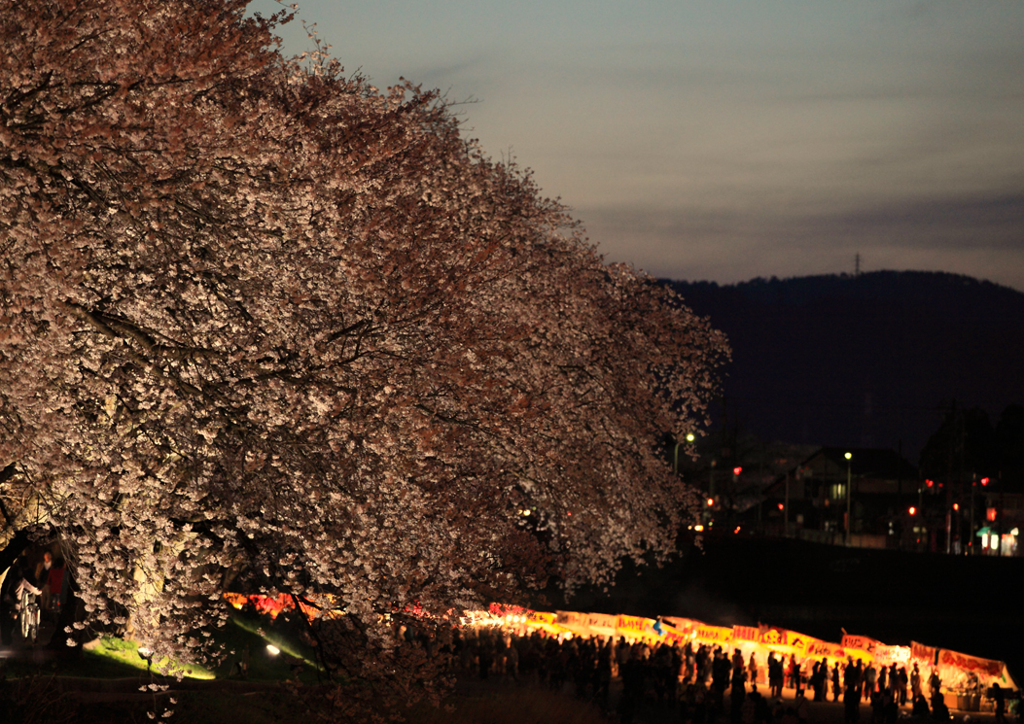 夜桜見物2