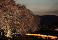 夜桜見物2