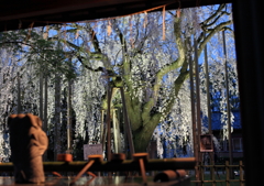 足羽神社のしだれ桜２