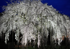 足羽神社のしだれ桜４