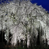 足羽神社のしだれ桜４