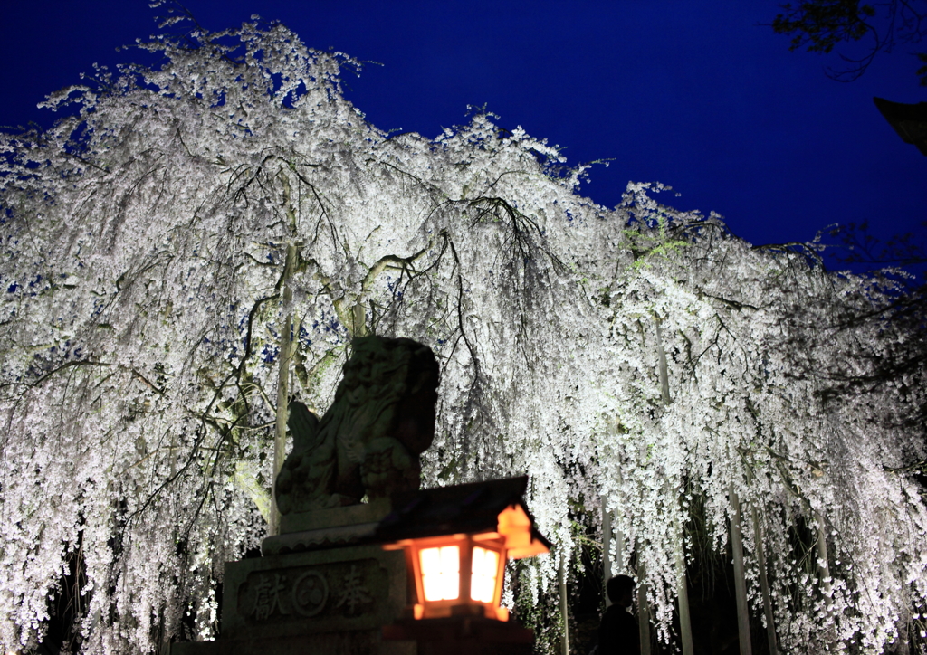 足羽神社のしだれ桜５