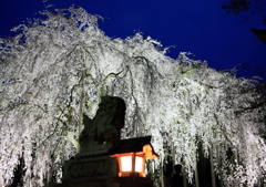 足羽神社のしだれ桜５