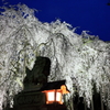 足羽神社のしだれ桜５
