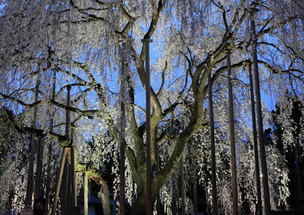 足羽神社のしだれ桜１