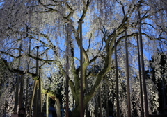 足羽神社のしだれ桜１