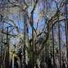足羽神社のしだれ桜１