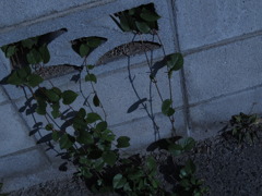 涙と鼻水
