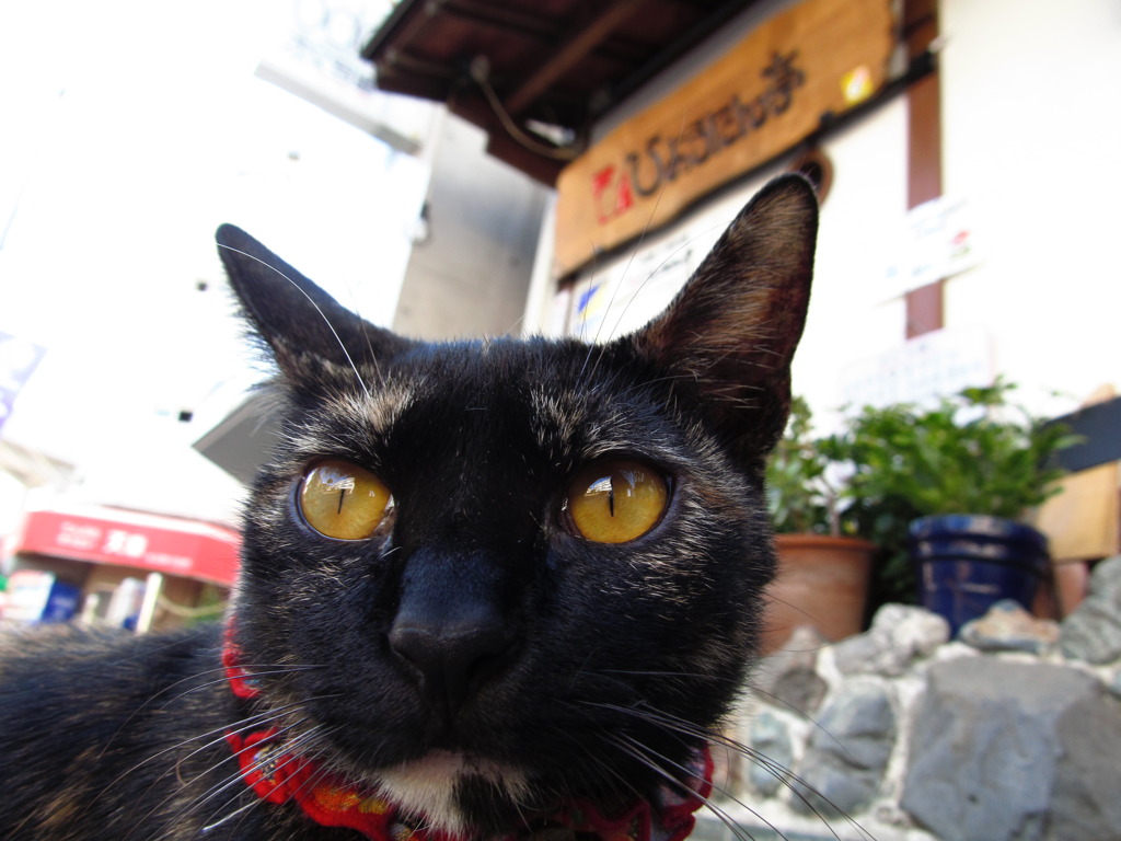 看板ねこです