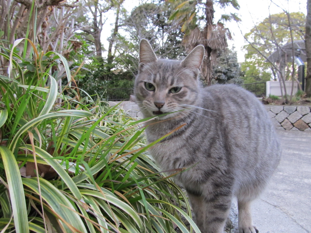 比治山猫様