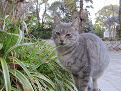 比治山猫様