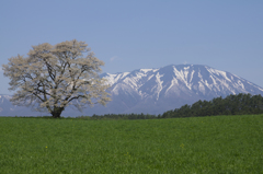 小岩井 一本桜