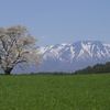 小岩井 一本桜