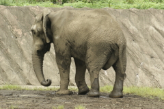 アフリカゾウ 3