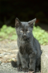 子猫 20110916