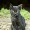 子猫 20110916