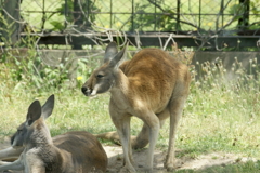 アカカンガルー