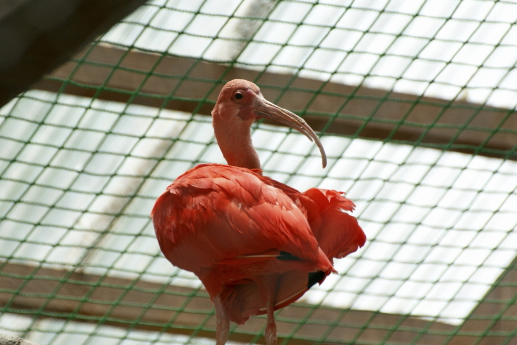 ショウジョウトキ