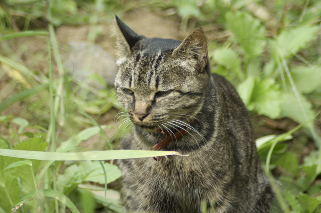 猫　ジ～～