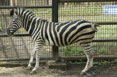 シマウマ