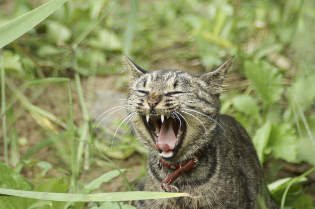 猫　あくび