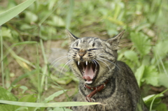 猫　あくび