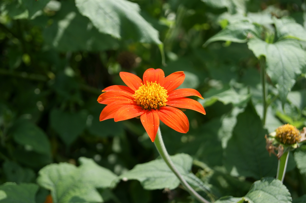 自宅前の花2