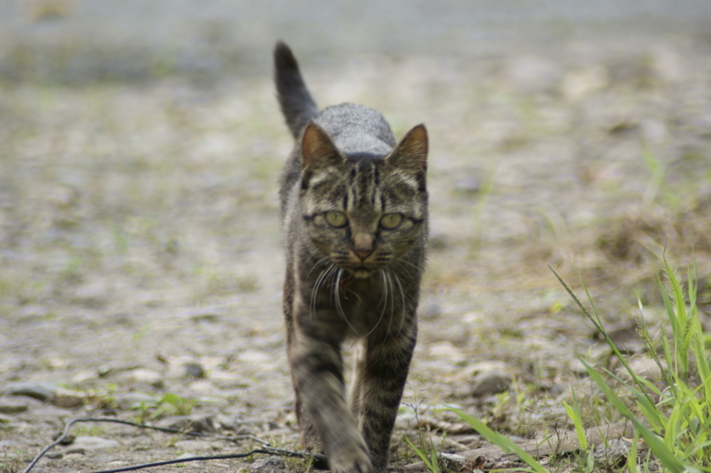 猫　何こっちみてるにゃ