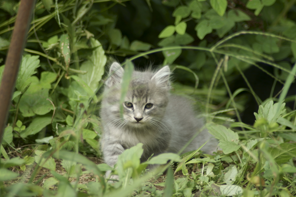 子猫1
