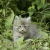 子猫1