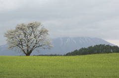 小岩井の一本桜 20120507-1