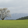 小岩井の一本桜 20120507-1