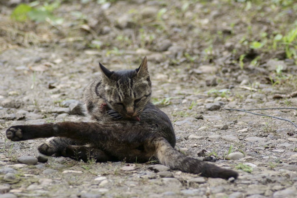 猫　身繕い2