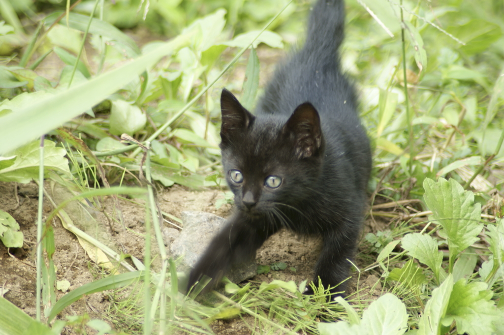 子猫3