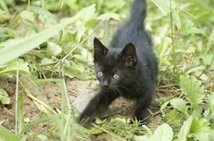 子猫3