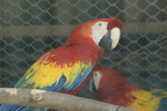 アカコンゴウインコ