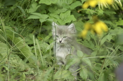 子猫2