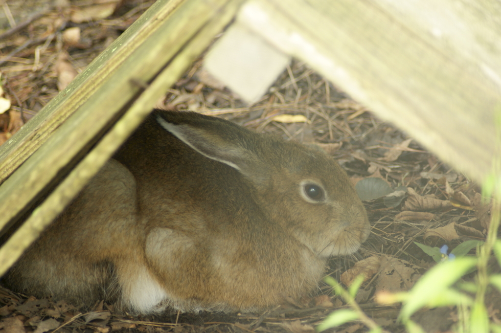 トウホクノウサギ 1