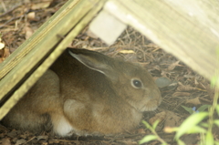 トウホクノウサギ 1