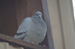 リハ散歩で鳩