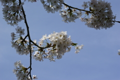 桜　高松の池3