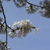 桜　高松の池3