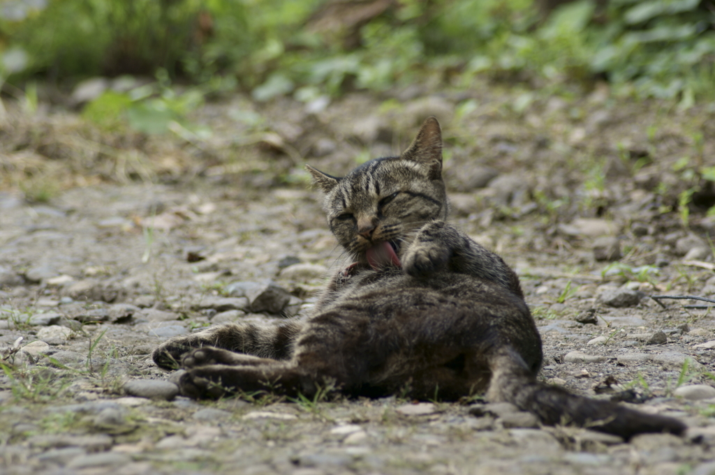 猫　身繕い4