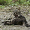 猫　身繕い4